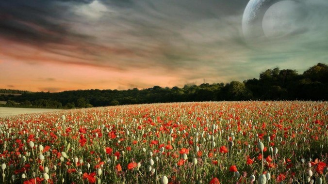 有哪些长得很无害，实际有毒的植物？